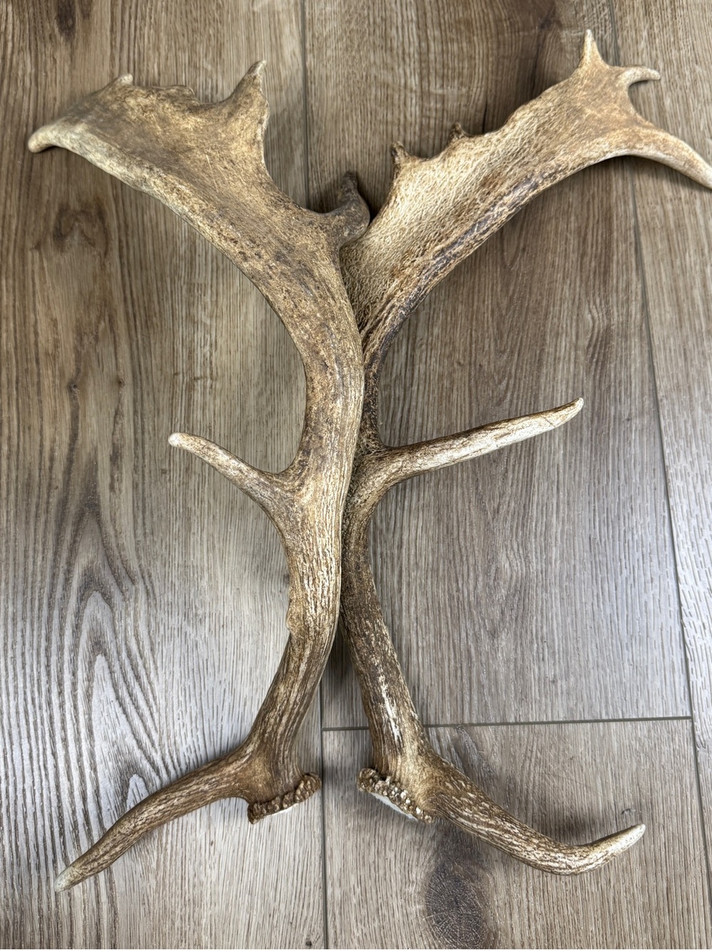 Authentic Naturally Shed Fallow Deer Antlers 1 Pair - Picture 2 of 10